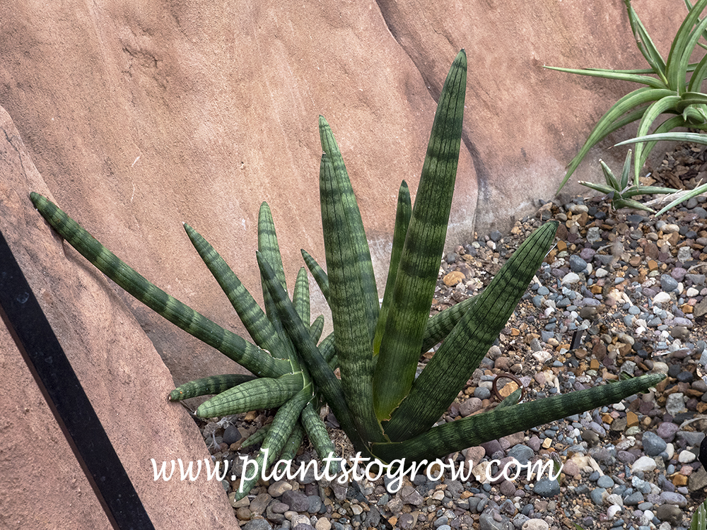 Sansevieria Boncel
Is a much smaller plant than it's parents S. cylindrica.